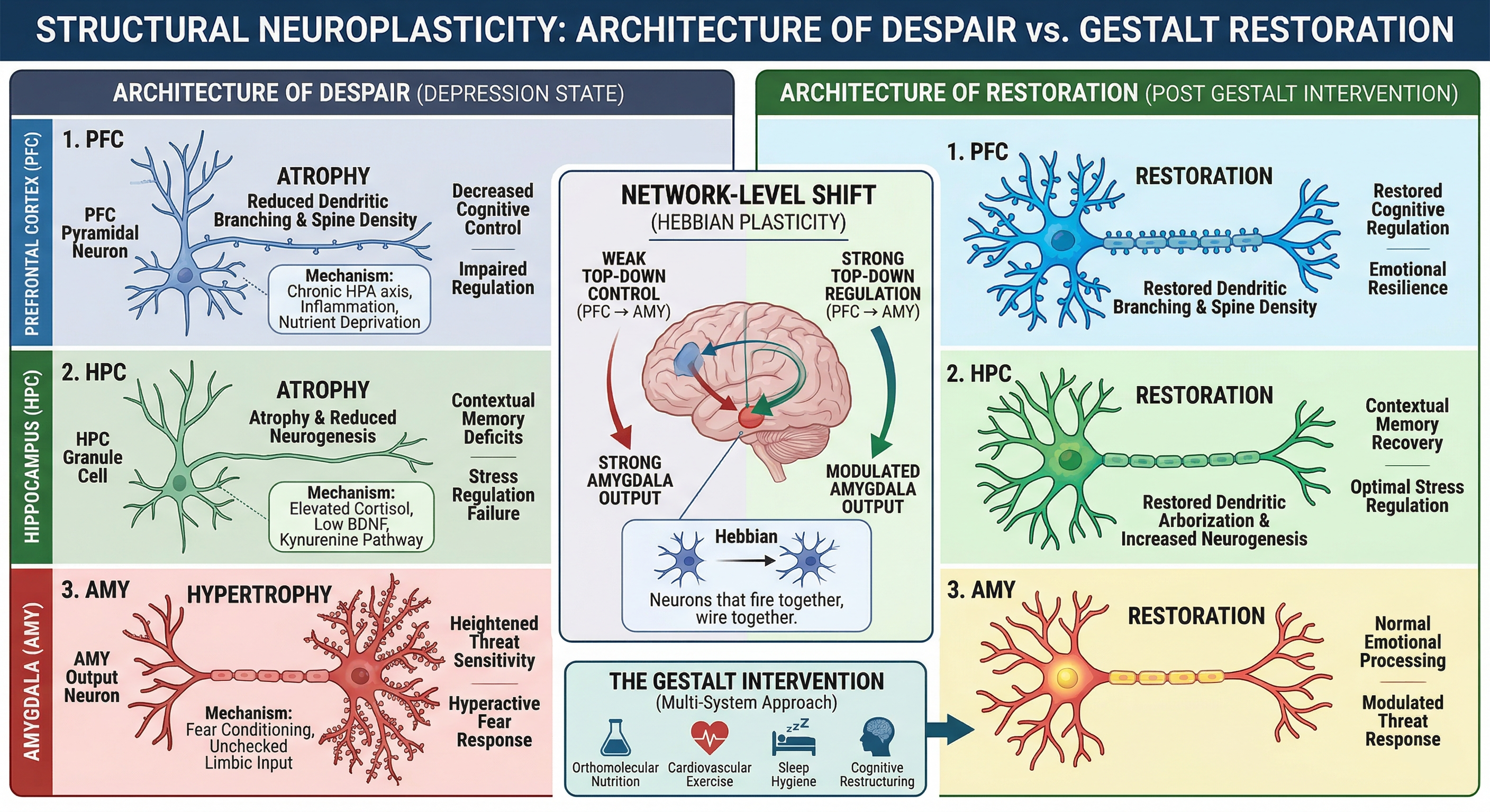 Infographic illustrating Structural Neuroplasticity: Comparing the Architecture of Despair to Gestalt Restoration in the brain as it relates to trauma recovery.