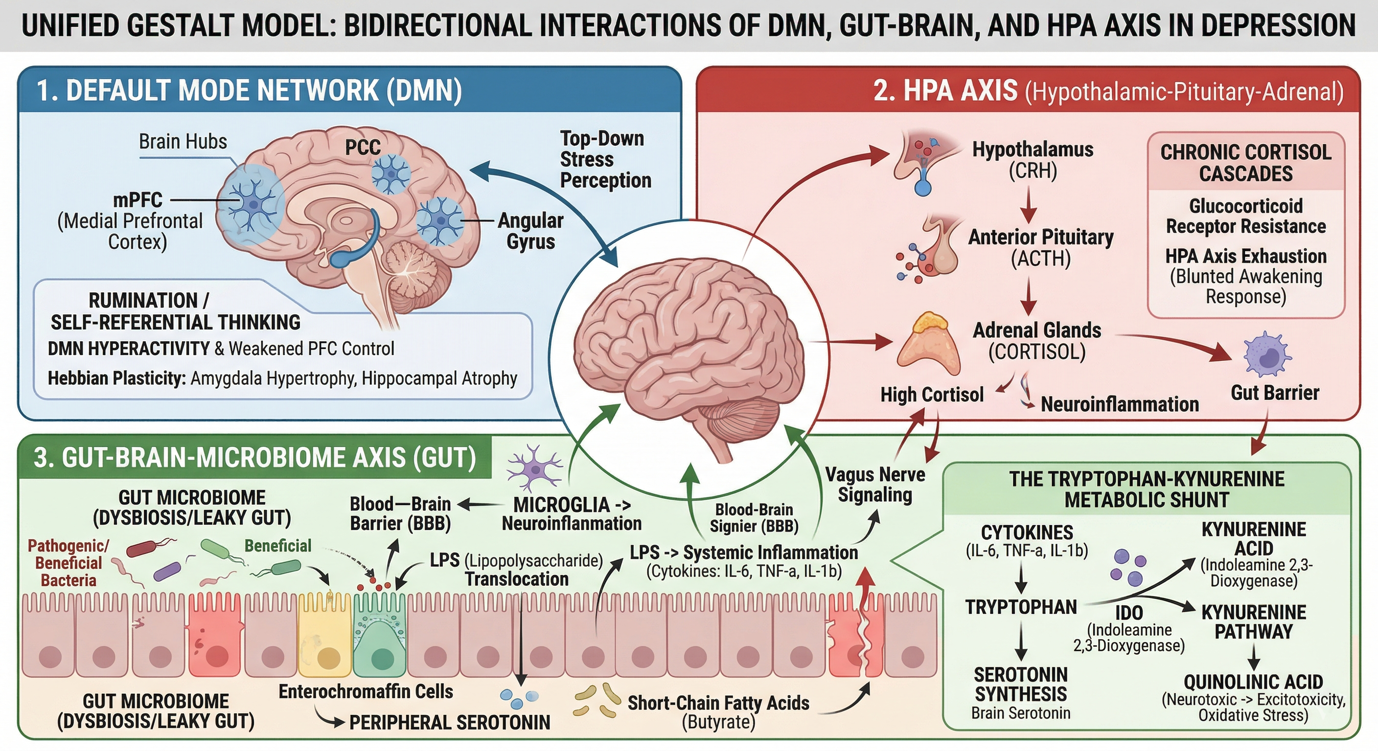 Diagram showing the Unified Model with two-way links between your thinking brain, stress system, and gut-brain connection in depression.